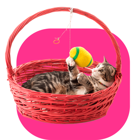 Оперативная доставка для зоо-магазинов - dostavista.ru